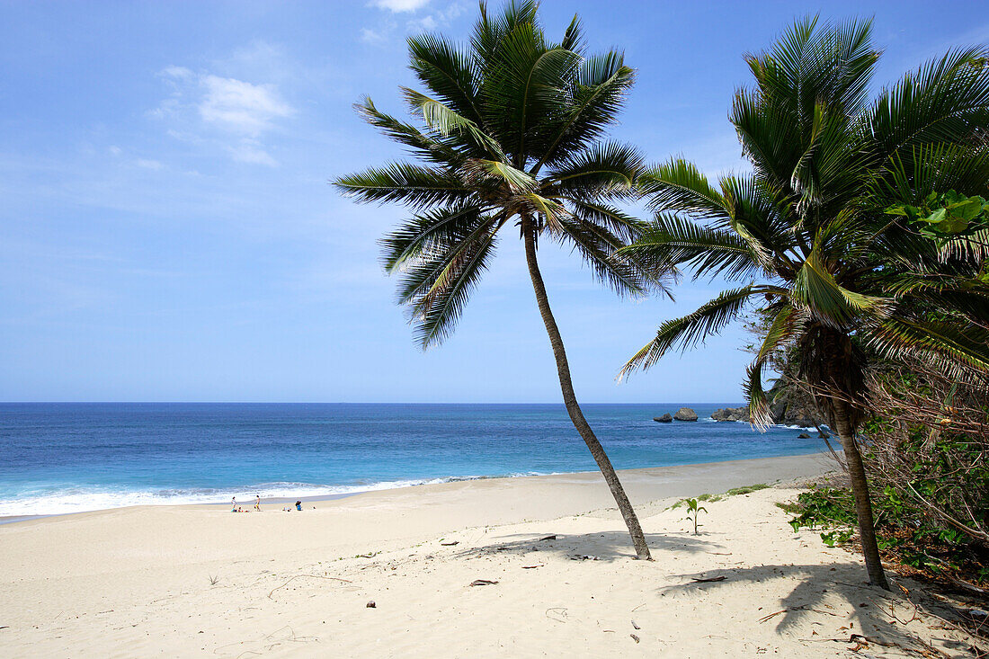 Palm trees at the deserted beach in the sunlight, Aguadilla, Puerto Rico, Carribean, America