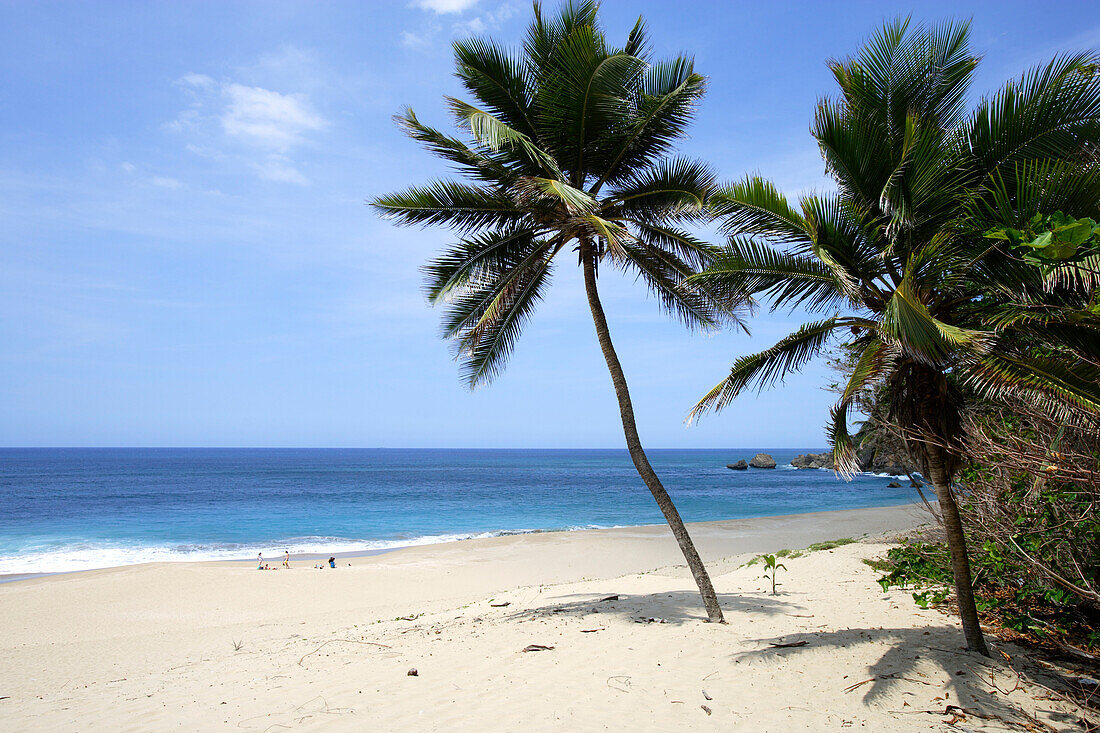 Palmen am menschenleeren Strand im Sonnenlicht, Aguadilla, Puerto Rico, Karibik, Amerika