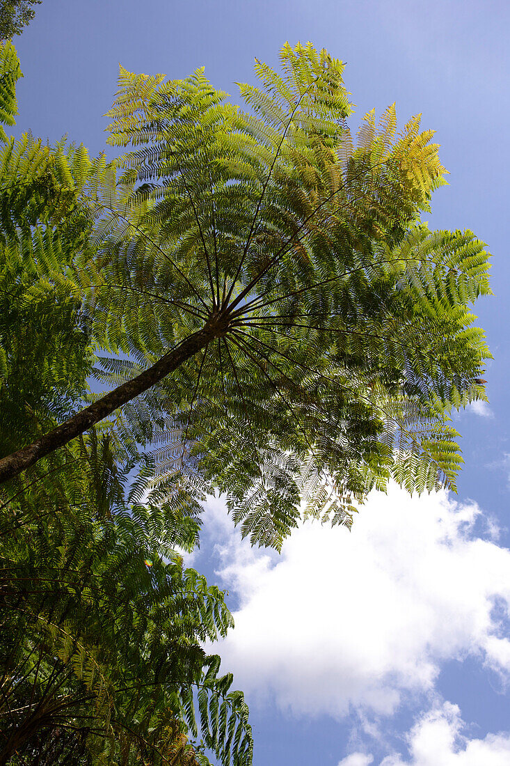 Blick auf einen Baumfarn im El Yunque Nationalpark, Cordillera Central, Puerto Rico, Karibik, Amerika
