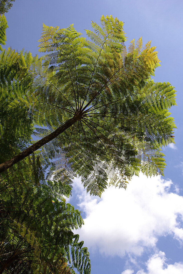 View at a tree fern at El Yunque National Park, Cordillera Central, Puerto Rico, Carribean, America