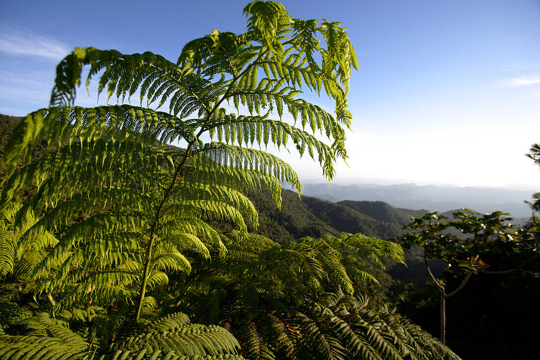 Farn und Berglandschaft unter blauem Himmel, Cordillera Central, Puerto Rico, Karibik, Amerika