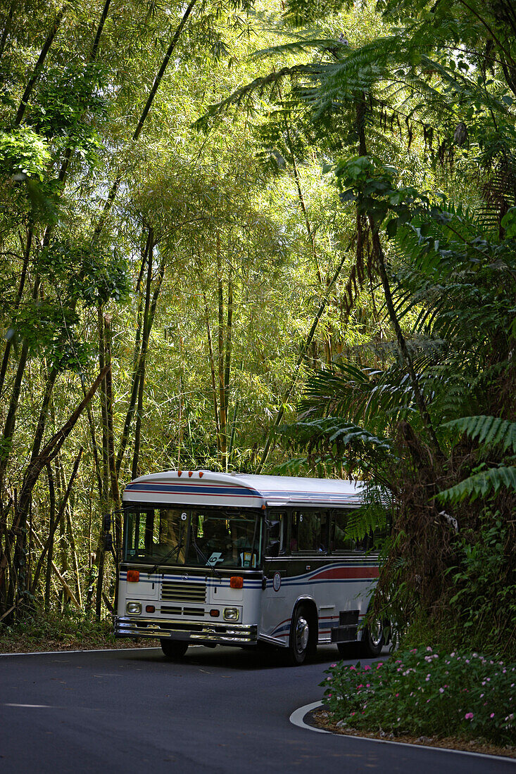 Ein Bus fährt auf einer Strasse im El Yunque Nationalpark, Cordillera Central, Puerto Rico, Karibik, Amerika