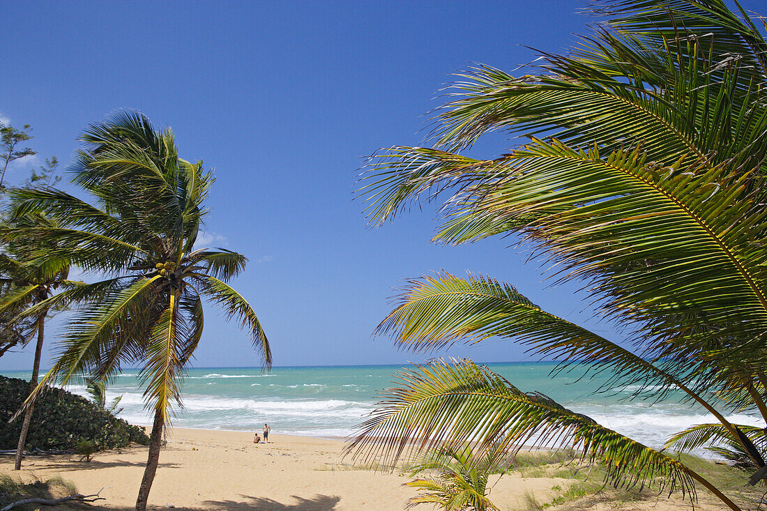 Palmen am Tres Palmitas Strand unter blauem Himmel, Puerto Rico, Karibik, Amerika