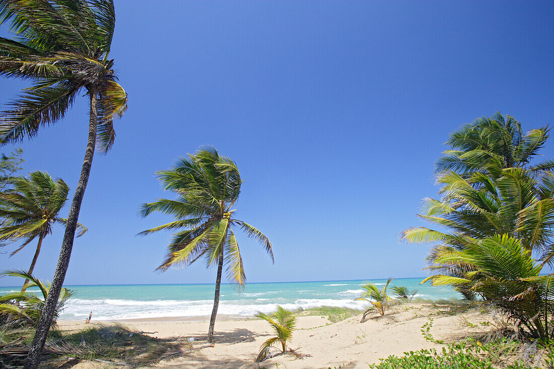 Palmen am Tres Palmitas Strand unter blauem Himmel, Puerto Rico, Karibik, Amerika