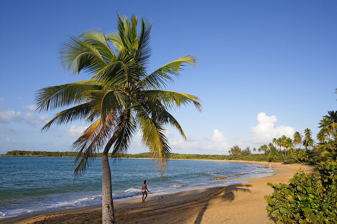 Mann und Palmen am Tres Palmitas Strand unter blauem Himmel, Puerto Rico, Karibik, Amerika
