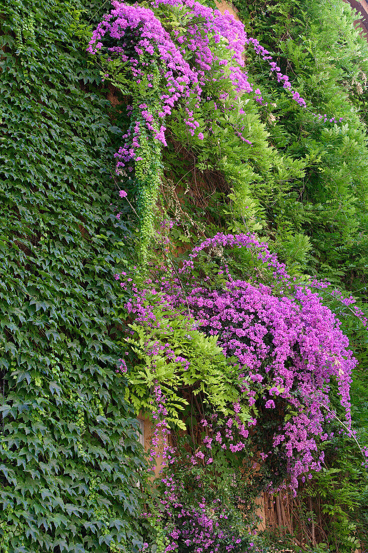 With bougainvillea overgrown facade, Rome, Italy, Europe