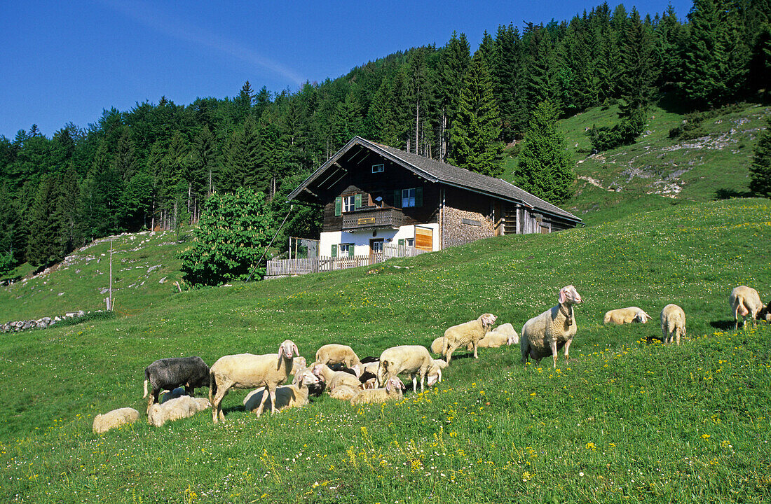 sheep at alpine hut Bubenaualm, Kranzhorn, Chiemgau range, Tyrol, Austria