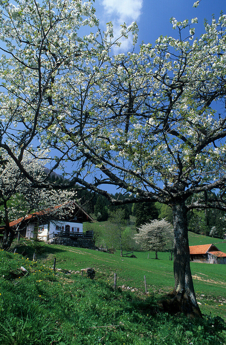 Almhof mit blühenden Kirschbäumen, Großstaffen, Chiemgauer Alpen, Chiemgau, Bayern, Deutschland