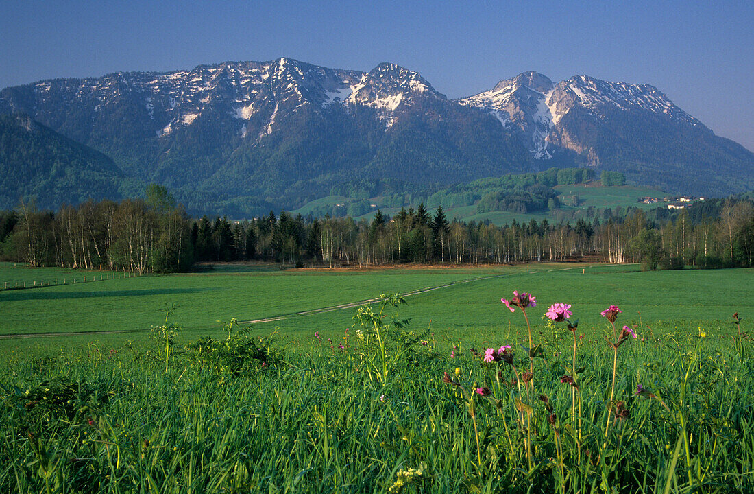 sea of flowers with Rauschberg, Inzell, Chiemgau range, Chiemgau, Bavarian foothills, Upper Bavaria, Bavaria, Germany