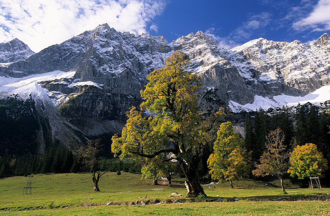maple trees in autumn colours, snow-covered peaks of Rauhkarlspitze and Kaltwasserkarspitze in background, kleiner Ahornboden, Karwendel range, Tyrol, Austria
