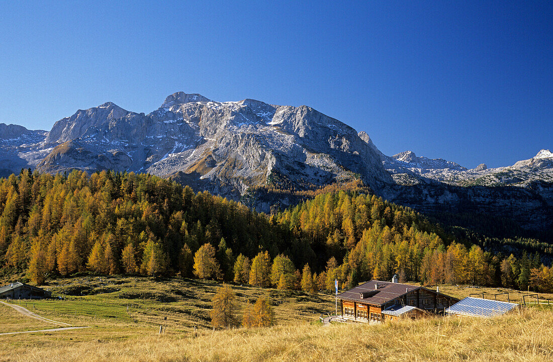 Autumn larches with alpine hut Gotzenalm, Steinernes Meer in background, Berchtesgaden Alps, Berchtesgaden, Bavaria, Germany