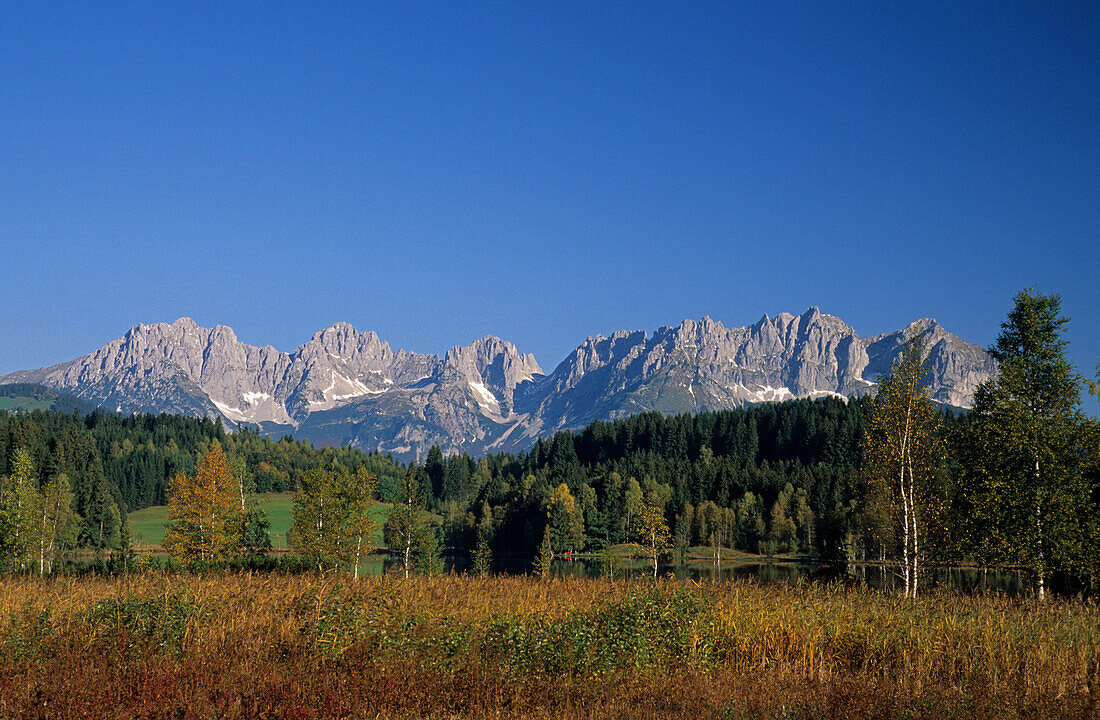 Wilder Kaiser range above lake Schwarzsee, birches and reed in autumn colours, Kitzbühel, Tyrol, Austria