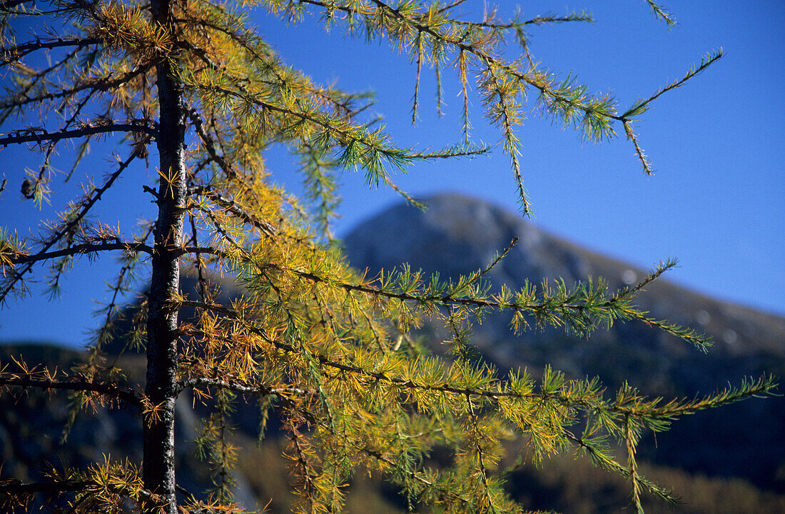 larch in autumn colours with mountain scenery, Berchtesgaden range, Berchtesgaden, Upper Bavaria, Bavaria, Germany