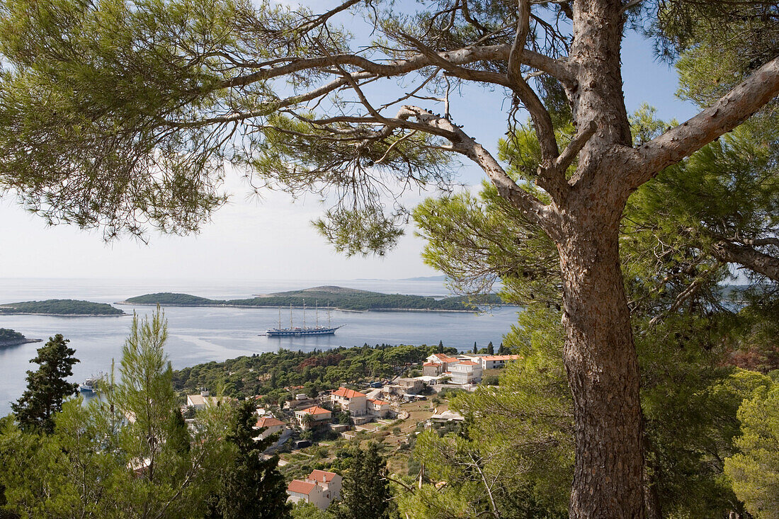 Tree, Hvar old town and Cruiseship Royal Clipper anchored in Hvar Harbor, Hvar, Split-Dalmatia, Croatia