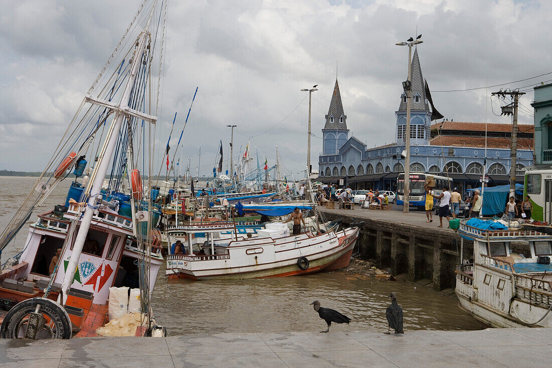 Aasgeier lungern vor Fischerbooten im Hafen nahe Mercado Ver O Peso Markt, Belem, Para, Brasilien, Südamerika