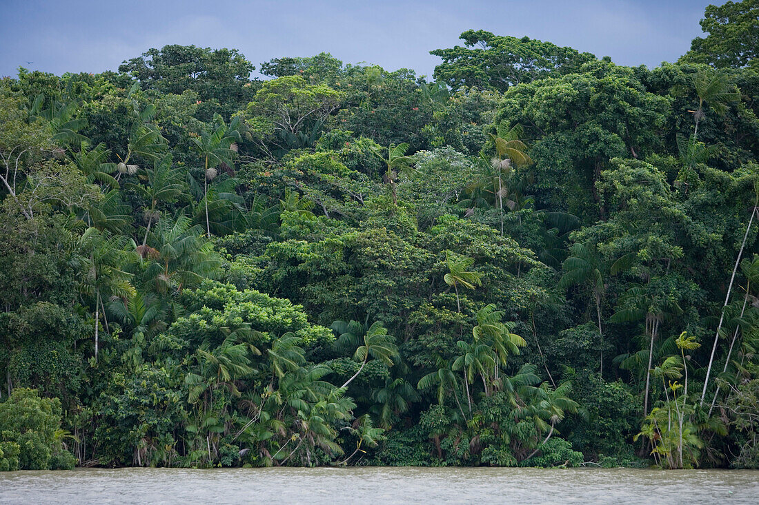 Amazon River and Tropical Rainforest, Combo Island, near Belem, Para, Brazil, South America