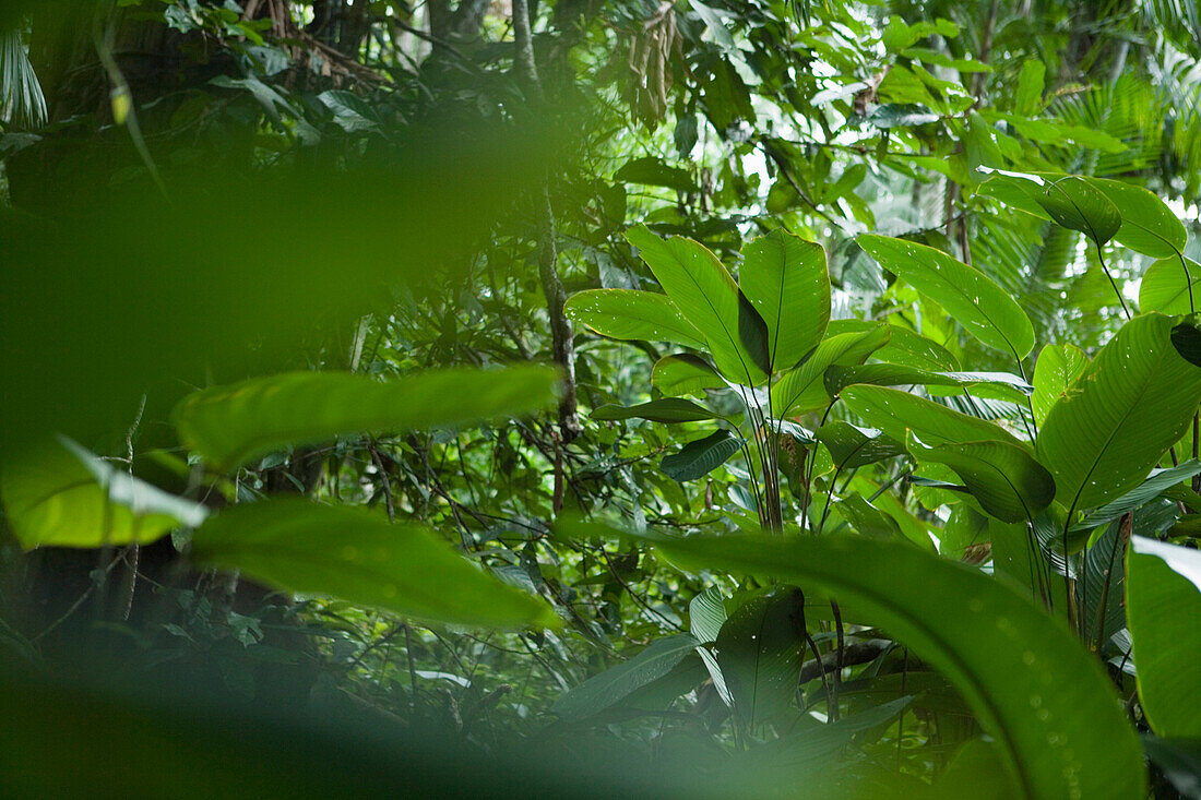 Lush Tropical Amazon Rainforest, Combo Island, near Belem, Para, Brazil, South America