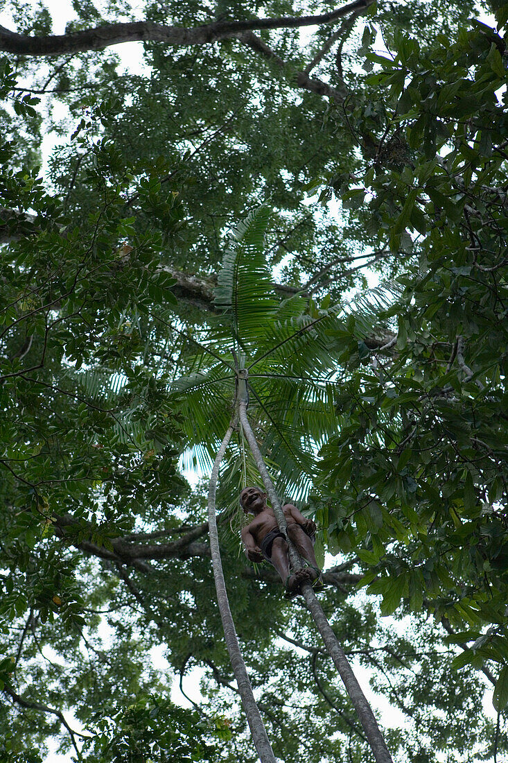 Amazonian Man climbing up a palm tree, Combo Island, near Belem, Para, Brazil, South America