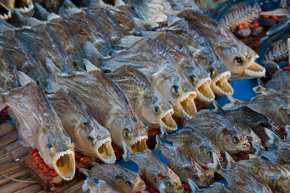 Dried souvenir piranhas at a market, Santarem, Para, Brazil, South America