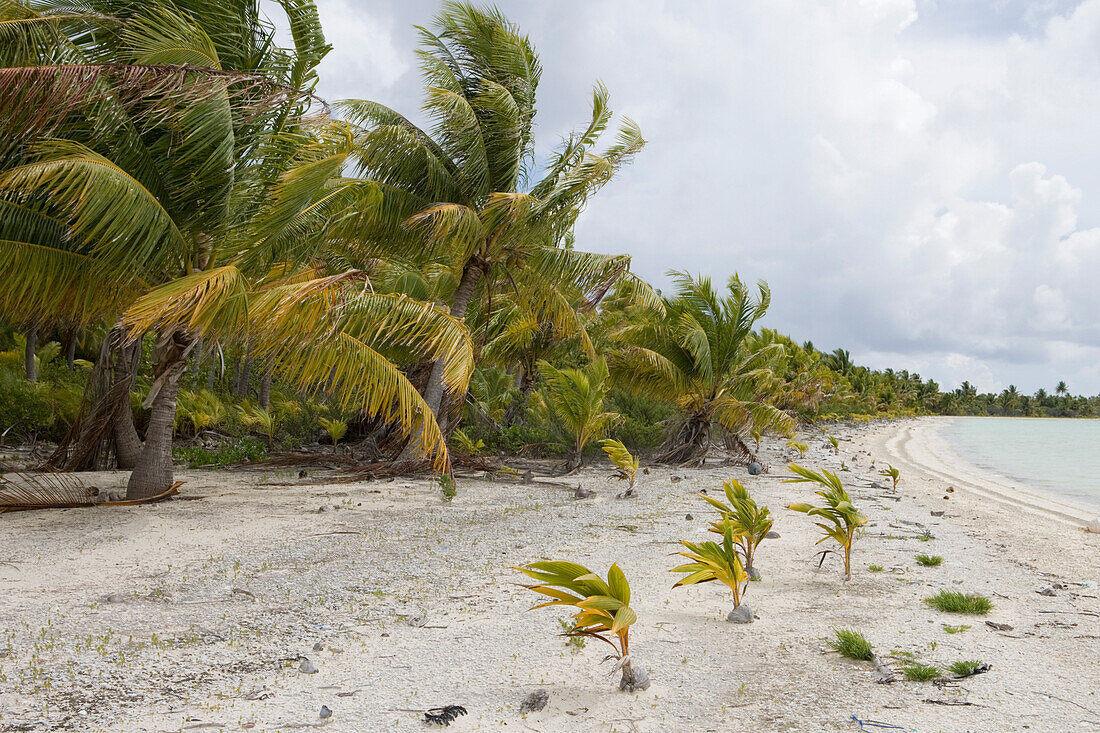 Junge Palmen spriessen aus Kokosnüssen am Strand vom Fakarava Atoll, Fakarava, Tuamotu Inseln, Französisch Polynesien, Südsee