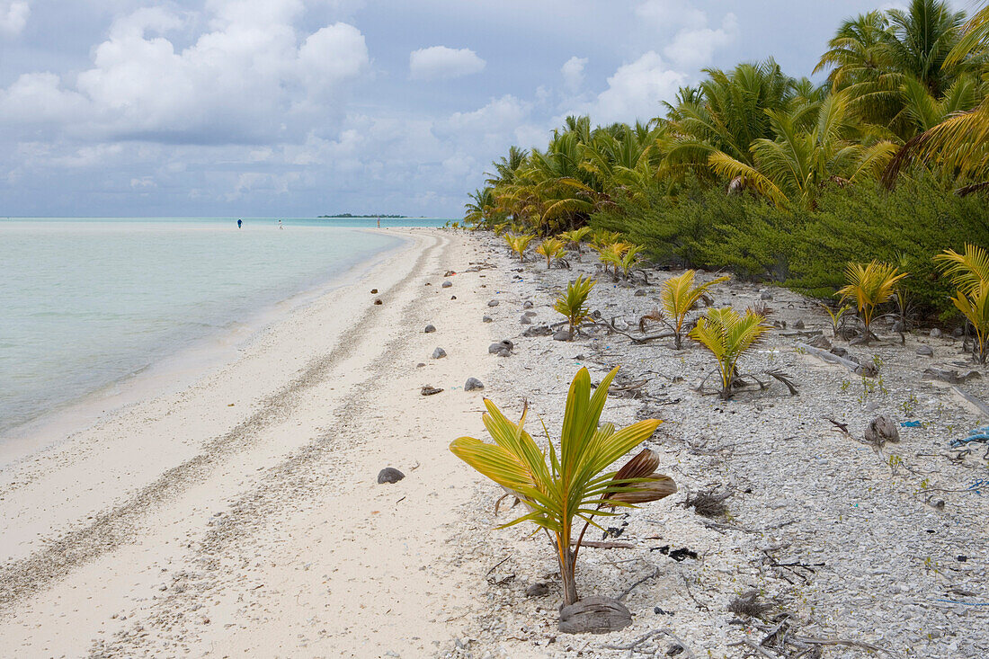 Young coconut trees sprouting on a beach at Fakarava Atoll, Fakarava, The Tuamotus, French Polynesia