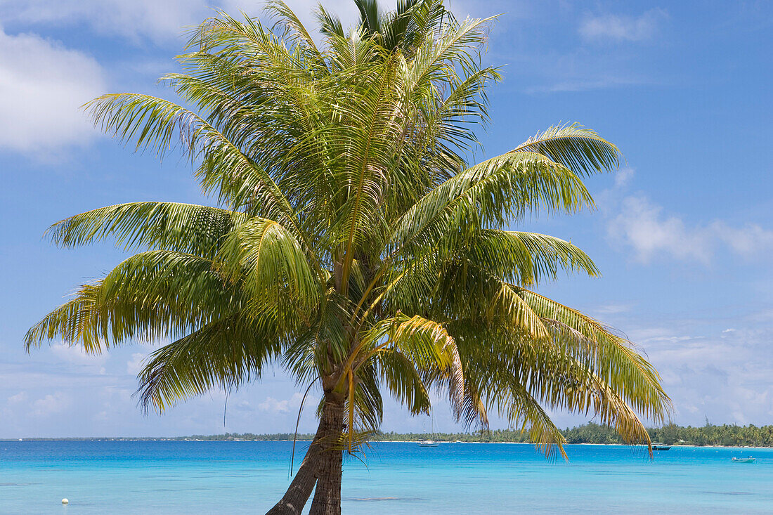 Palme vor Lagune, Avatoru, Rangiroa, Tuamotu Inseln, Französisch Polynesien, Südsee
