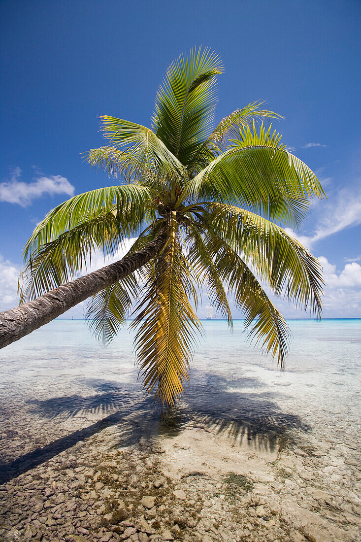 Palme und Großsegler Star Flyer im Rangiroa Atoll, Avatoru, Rangiroa, Tuamotu Inseln, Französisch Polynesien, Südsee