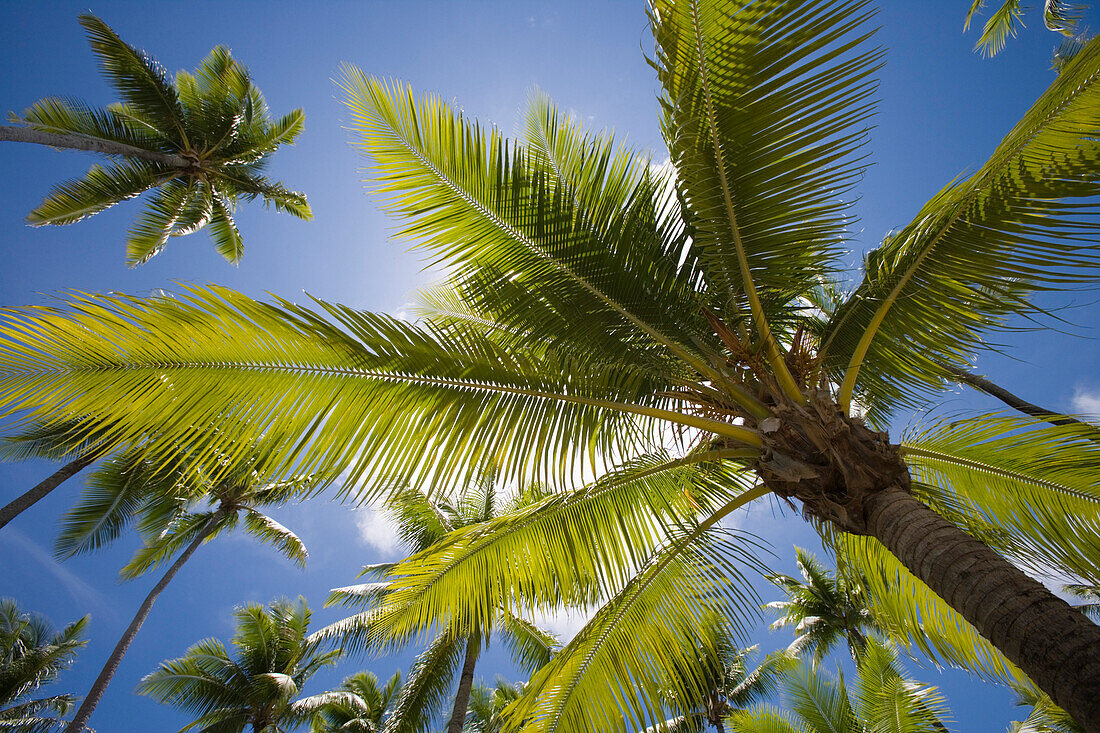 Coconut Trees, Avatoru, Rangiroa, The Tuamotus, French Polynesia