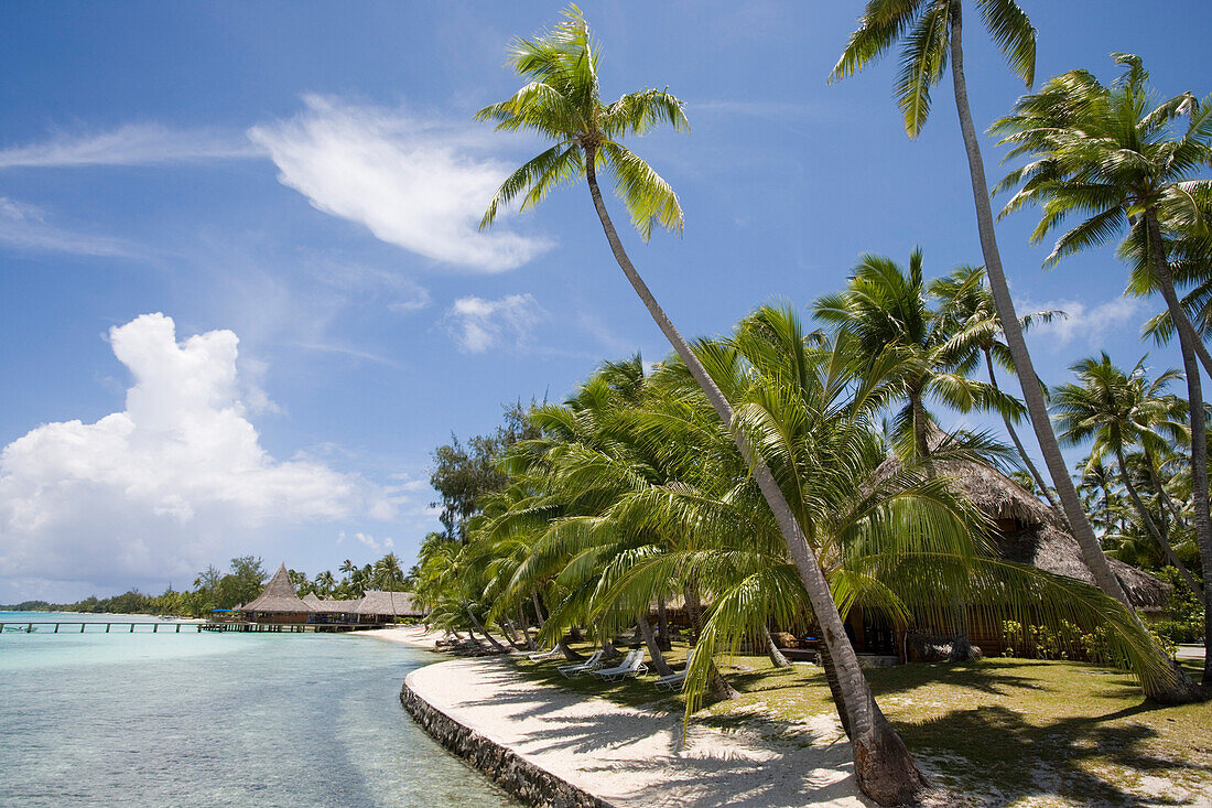 Coconut trees on beach of Hotel Kia Ora, Avatoru, Rangiroa, The Tuamotus, French Polynesia