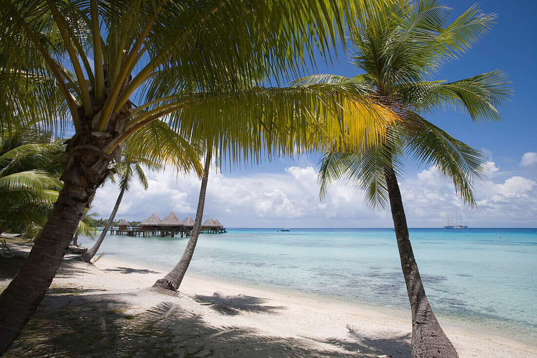 Palmen am Strand und Overwater Bungalows vom Hotel Kia Ora, Avatoru, Rangiroa, Tuamotu Inseln, Französisch Polynesien, Südsee
