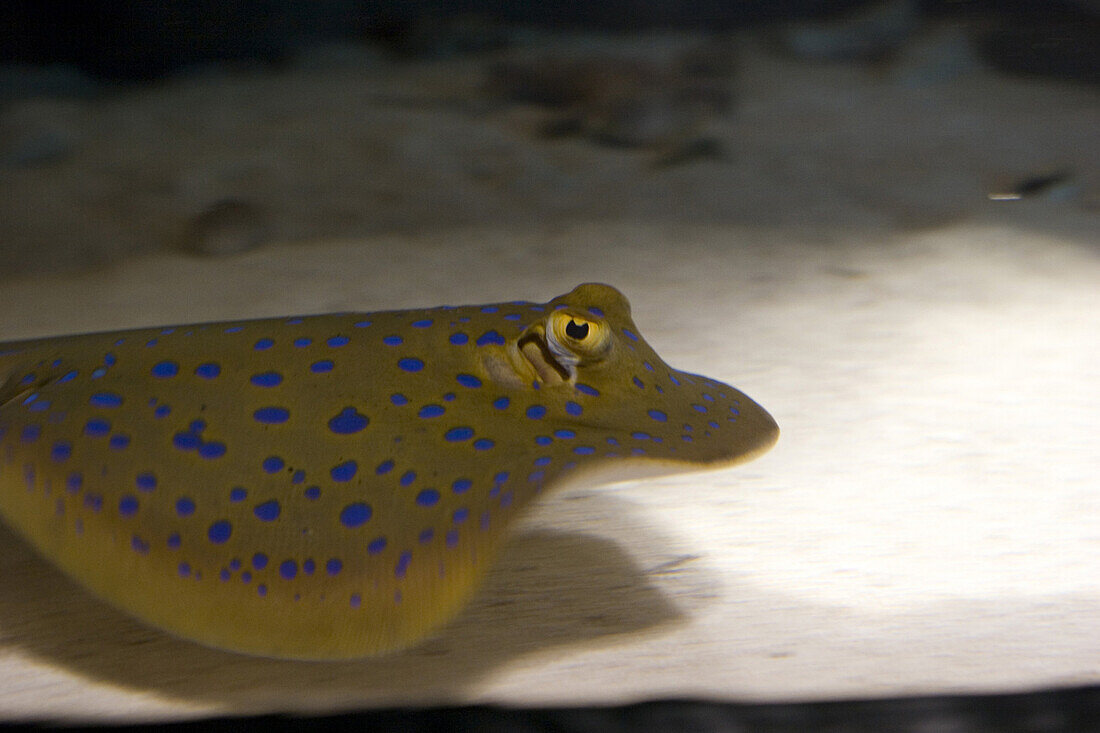 A stingray at the Reef HQ aquarium, Townsville, Queensland, Australia
