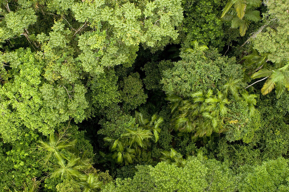 Aerial view of the tropical rainforest, Kuranda, Atherton Tablelands, Cairns, Queensland, Australia