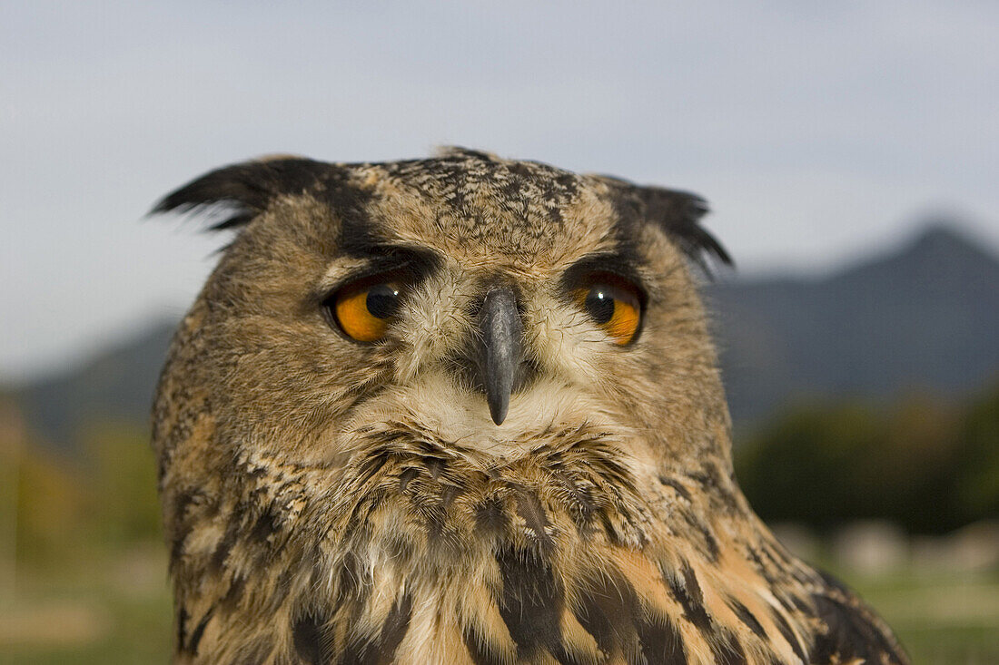 Close-up of an eagle owl at Falkenhof Brauneck, Lenggries, Bavaria, Germany, Europe
