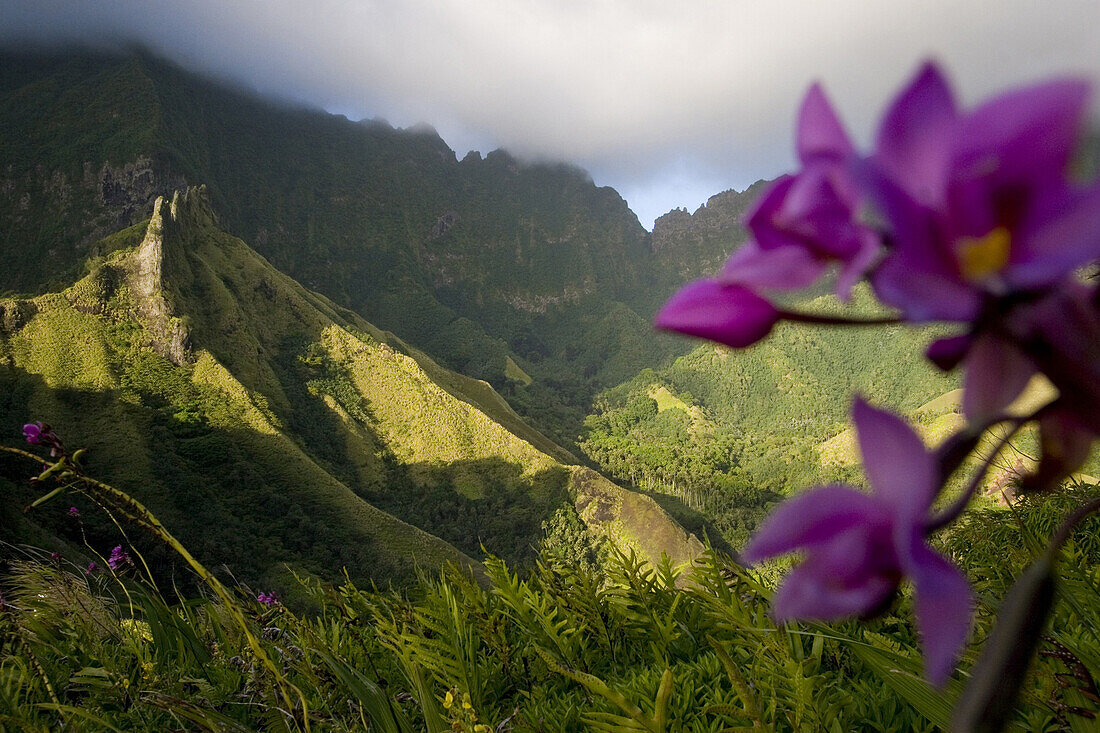 Violette Blüte und Bergspitze von Hanavave unter Wolken, Fatu Hiva, Marquesas, Polynesien, Ozeanien