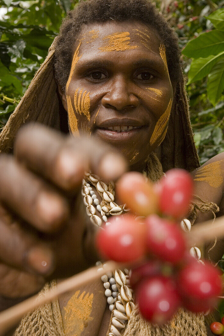 Women picks coffee bean, Coffee plantation, Langila, Highlands, Papua New Guinea, Oceania