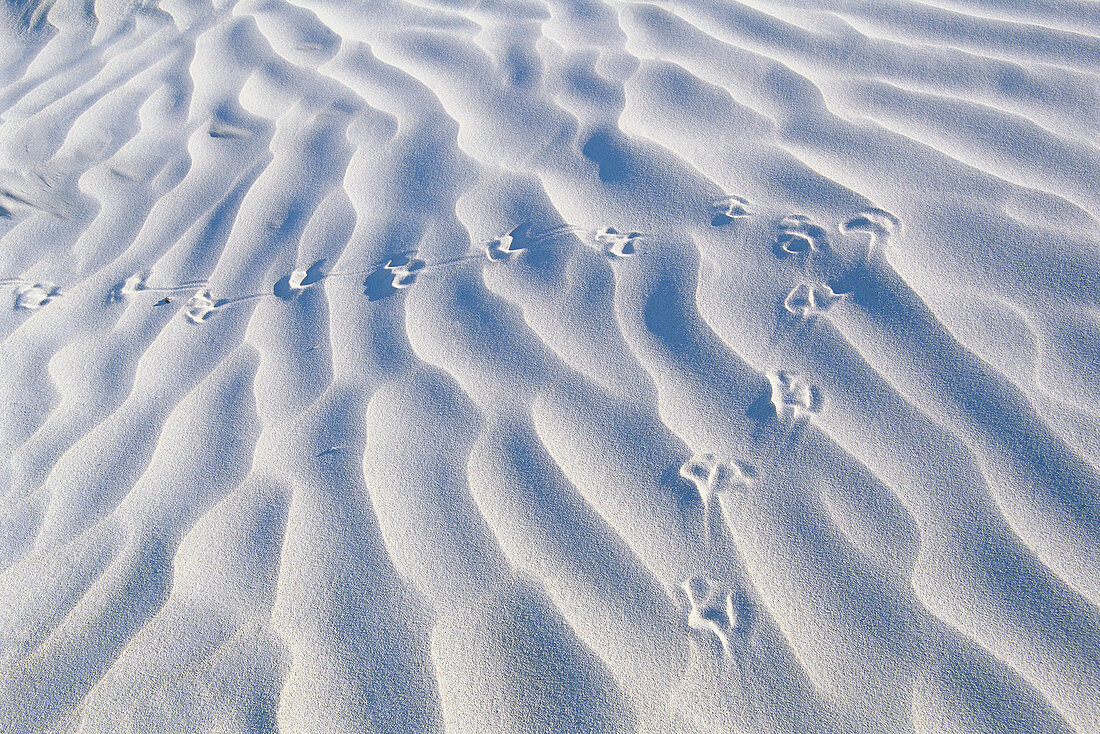 White gipsum dunes. Nambung National Park. Western Australia