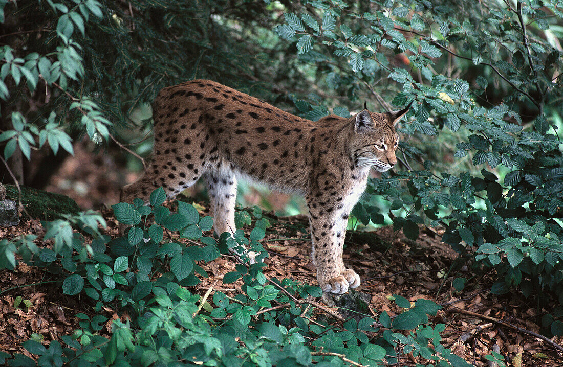 Lynx (Felis lynx). Bayerischer Wald Nationalpark. Germany