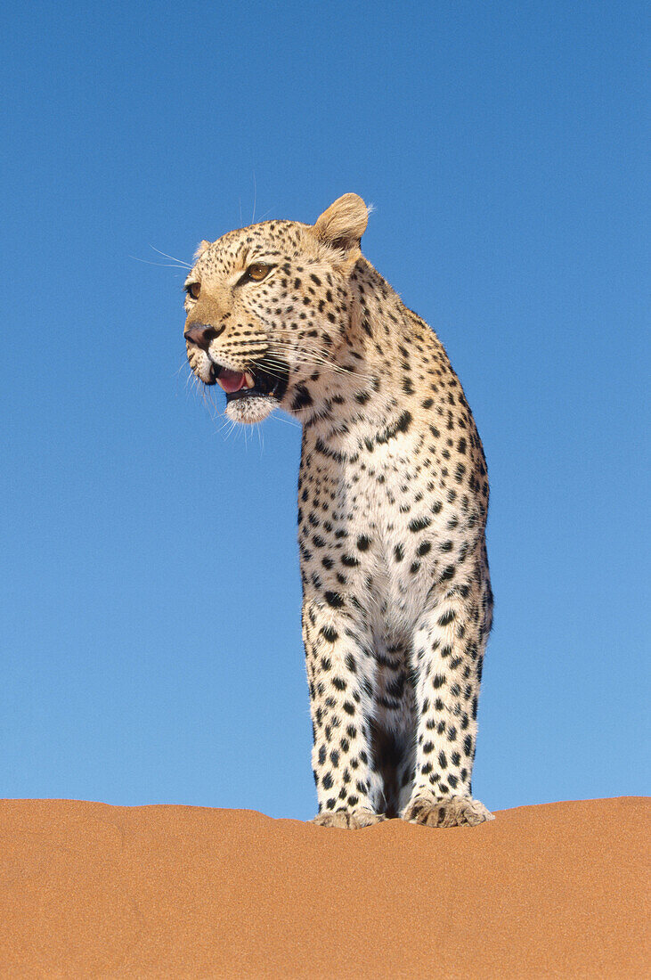 Leopard (Panthera pardus). Namibia