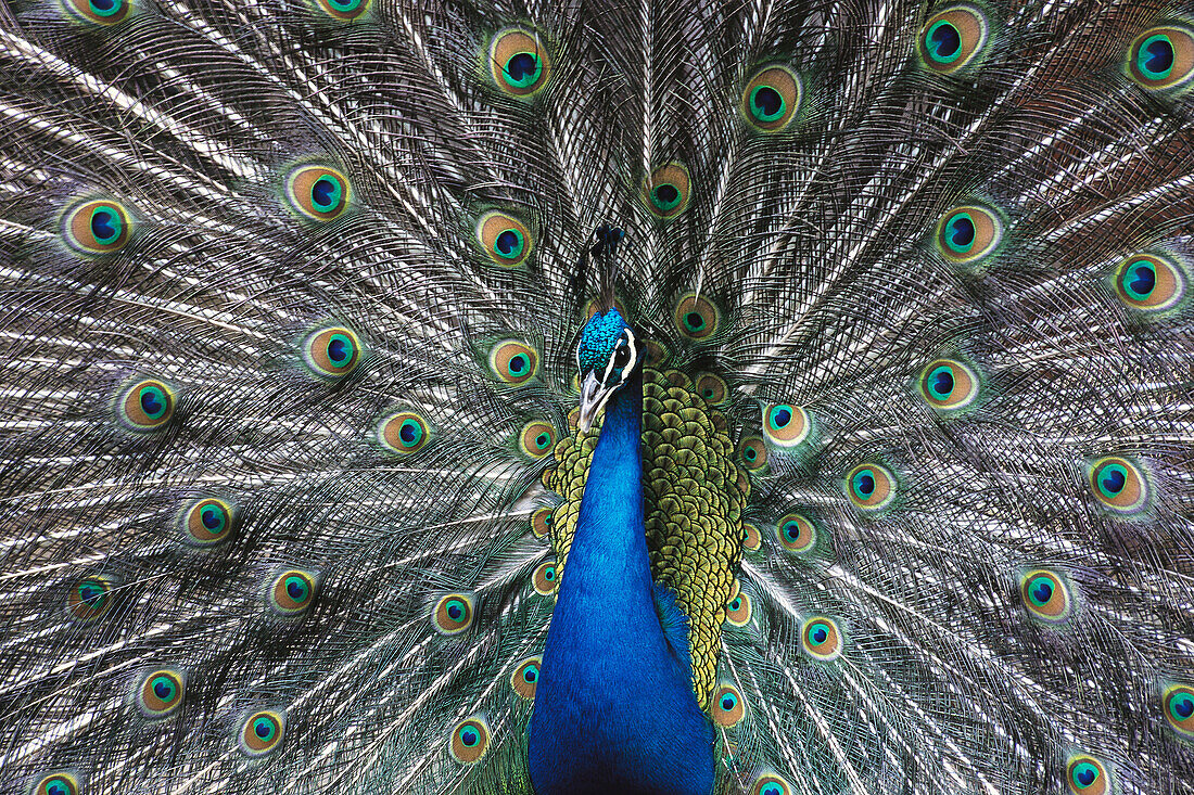 Peacock