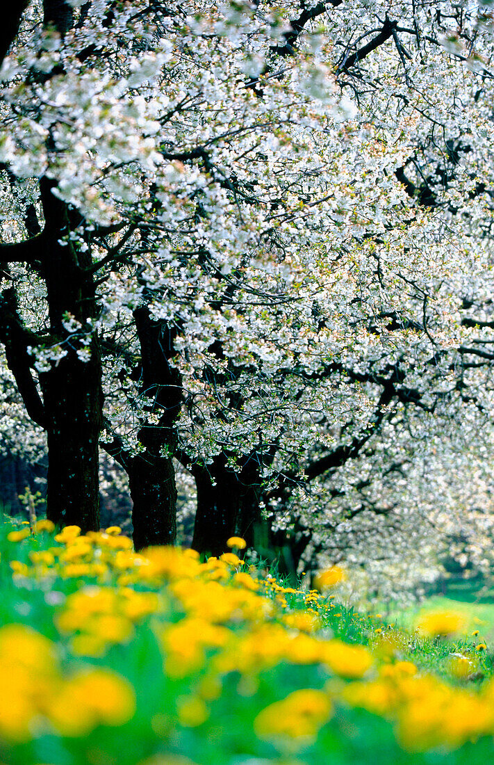 Cherry trees and dandelions. Germany