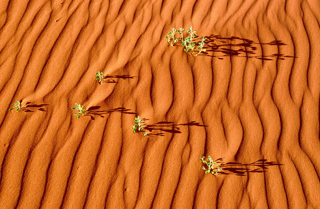 Sand dunes. Strzelecki Creek. South Australia. Australia