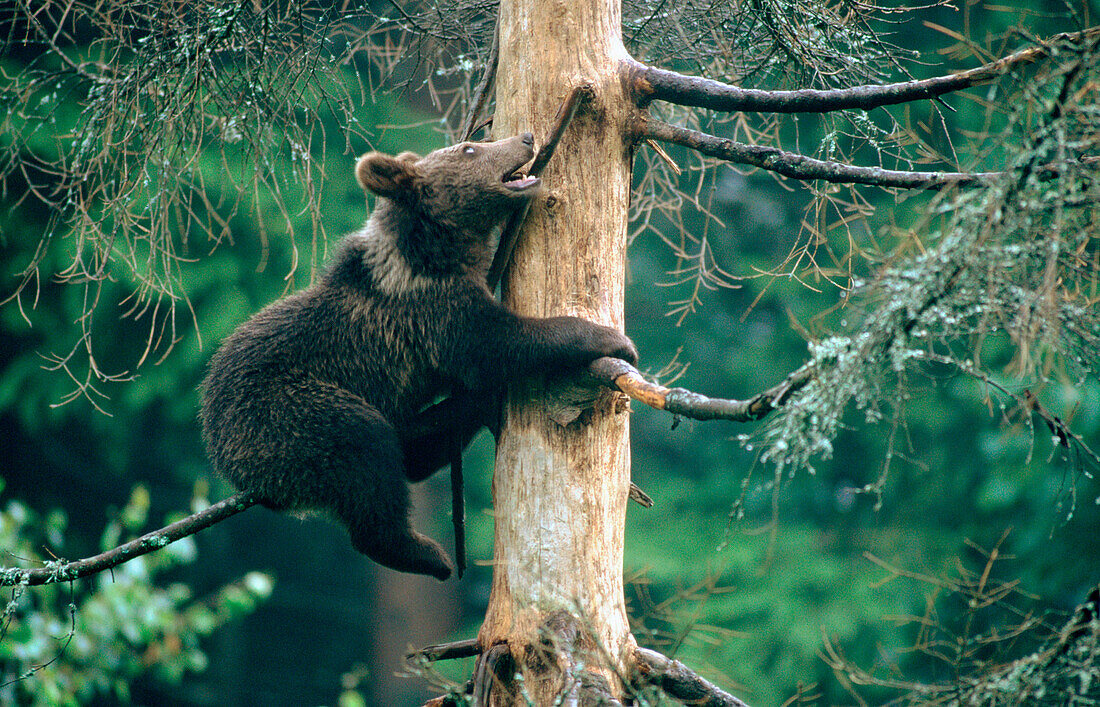 Brown Bear (Ursus arctos)