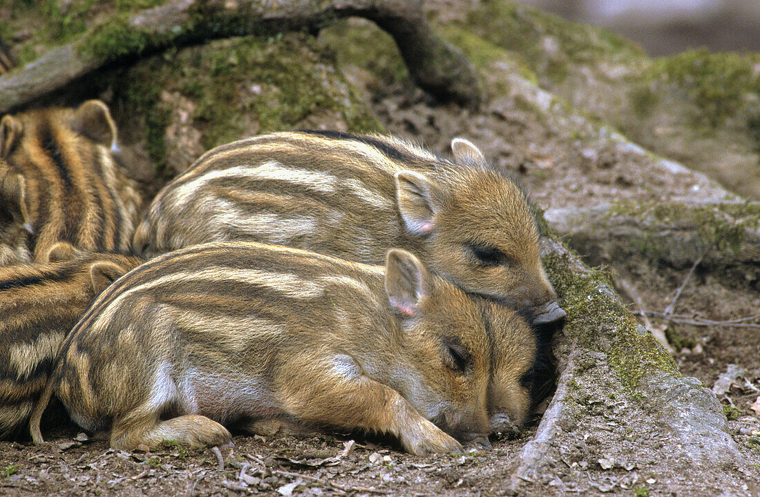 Wild boar (Sus scrofa). Germany