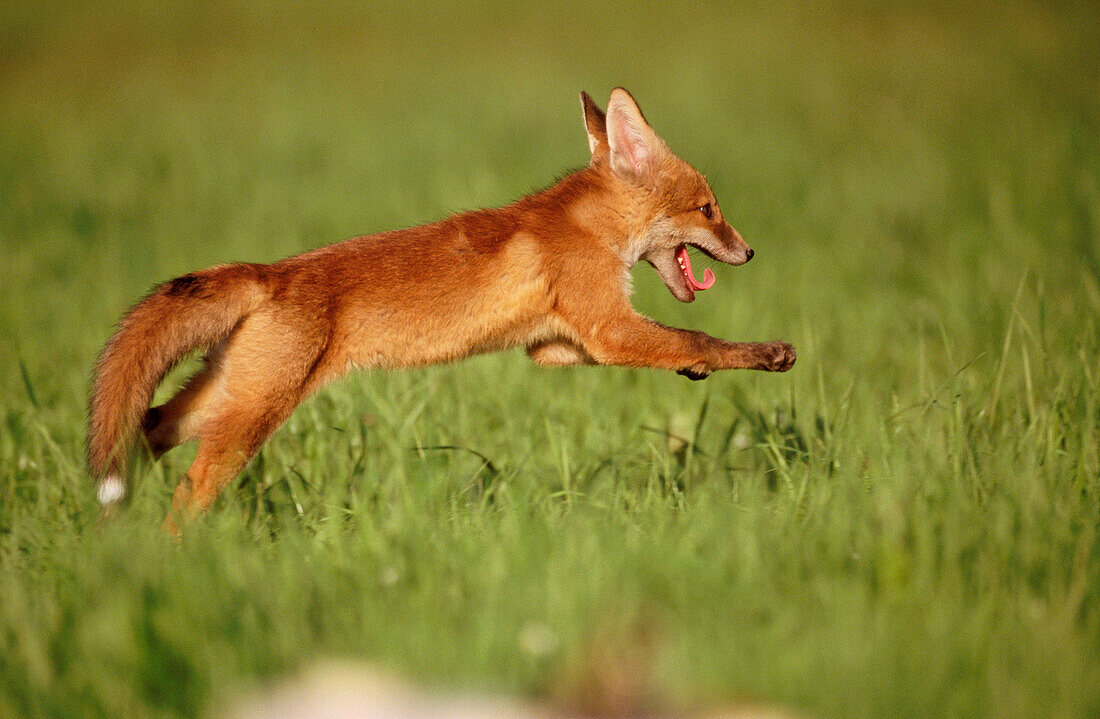 Red fox (Vulpes vulpes). Bavaria. Germany