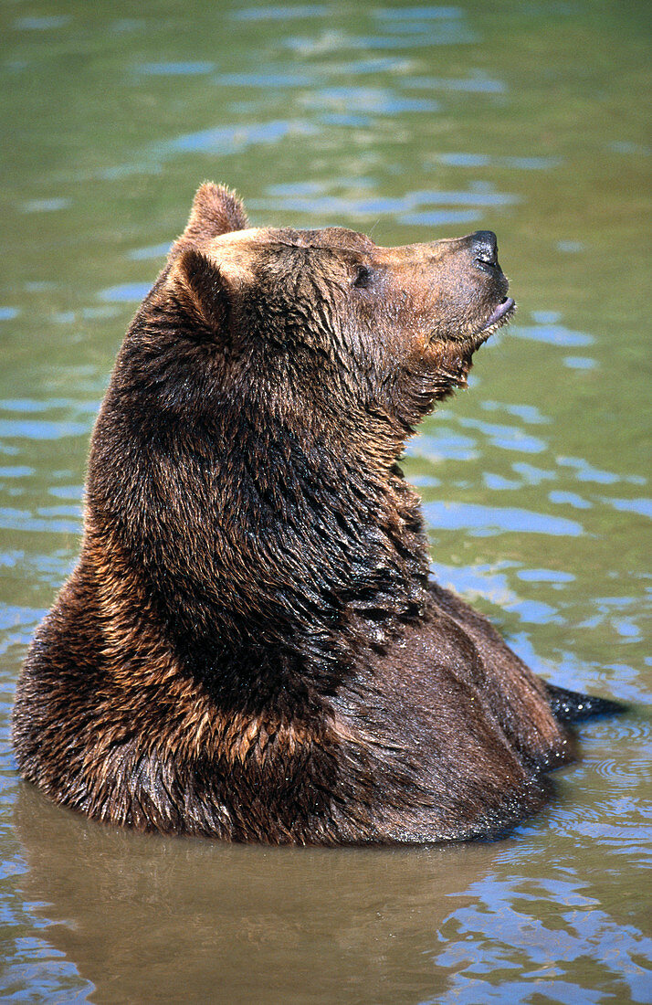 Brown Bear (Ursus arctos)