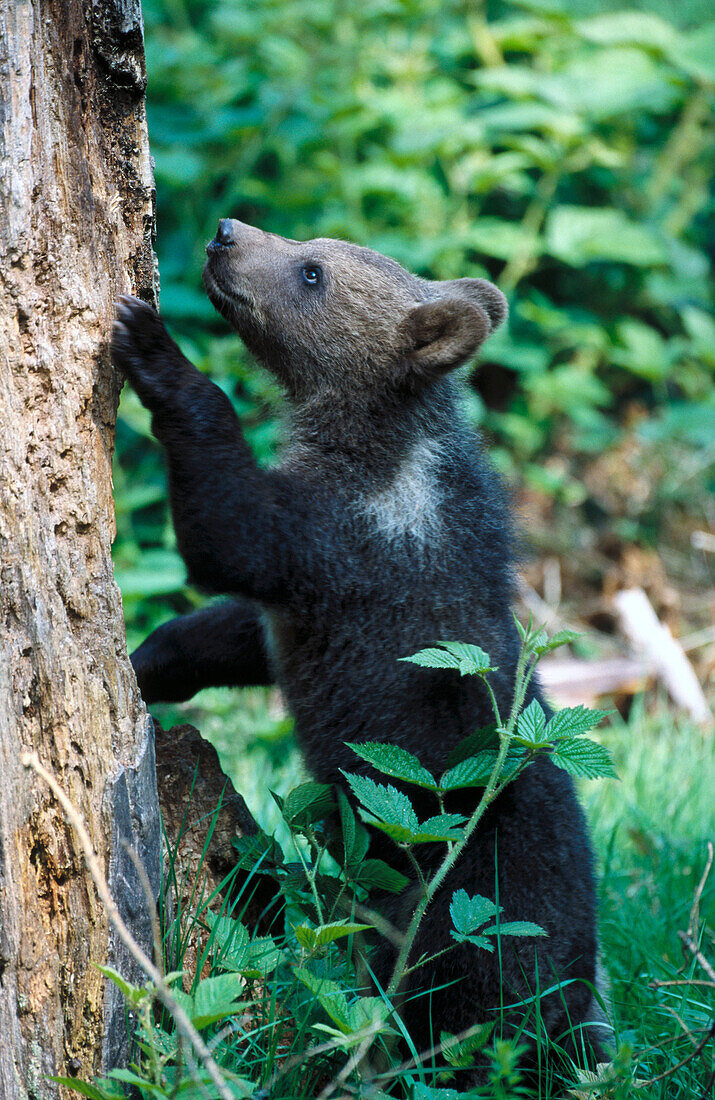 Young Brown Bear (Ursus arctos)