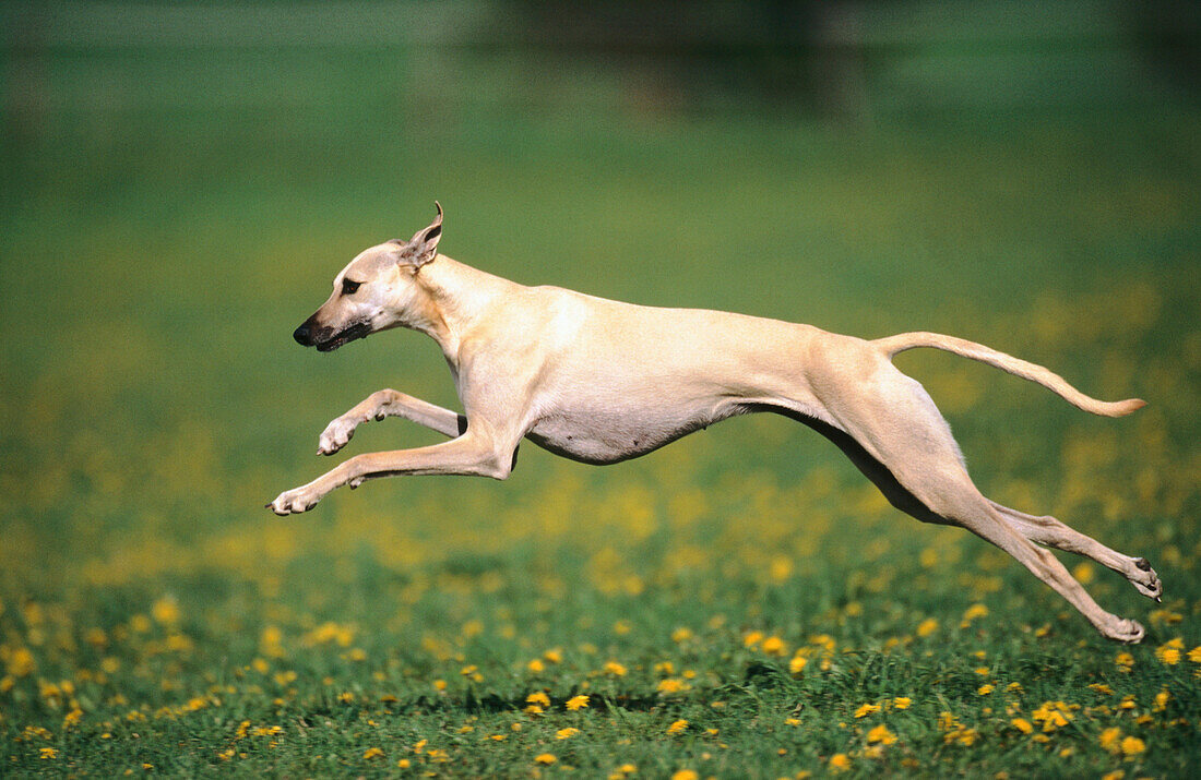 Arabian Greyhound (Sloughi)