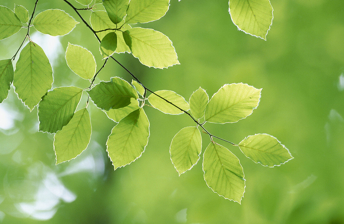 Branch with beech leaves. Germany