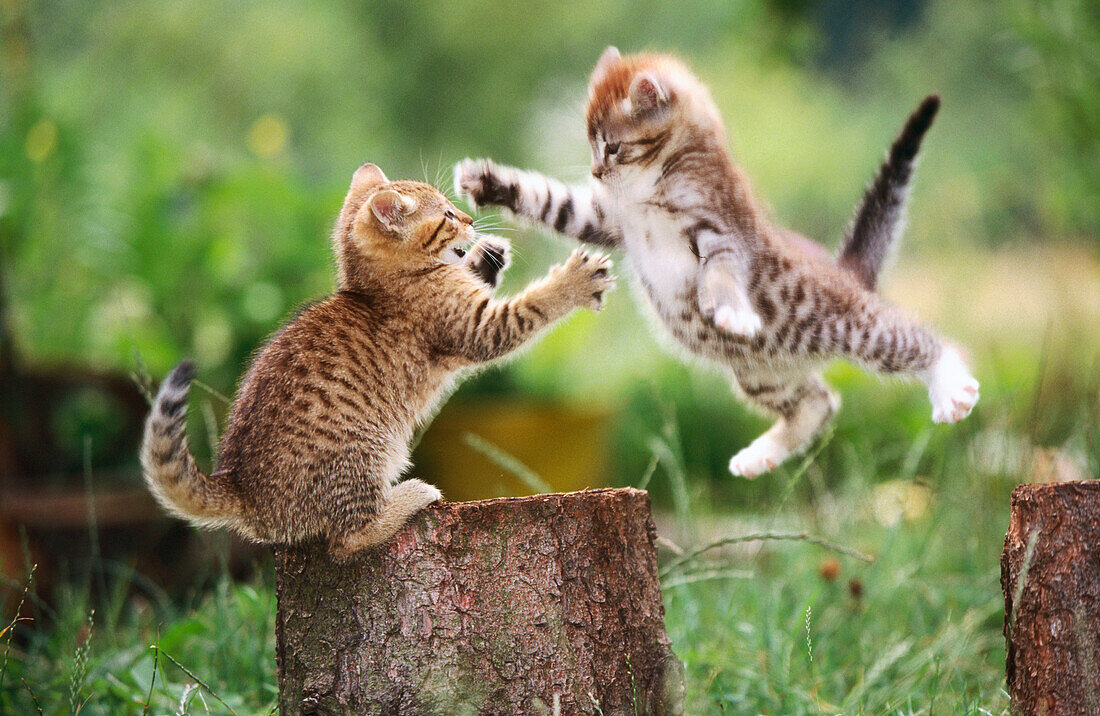 Domestic cats playing
