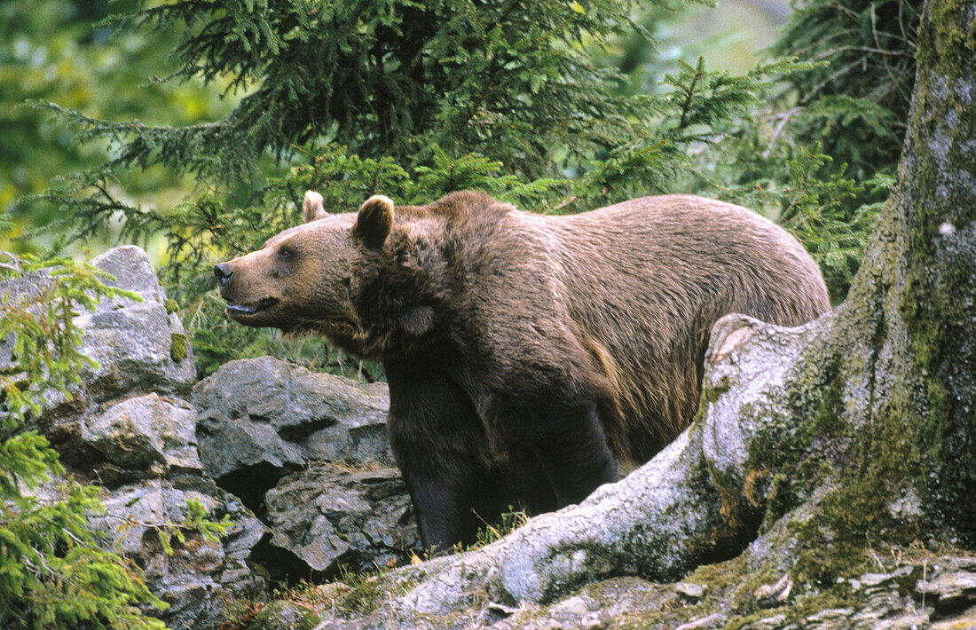 Brown Bear (Ursus Arctos)